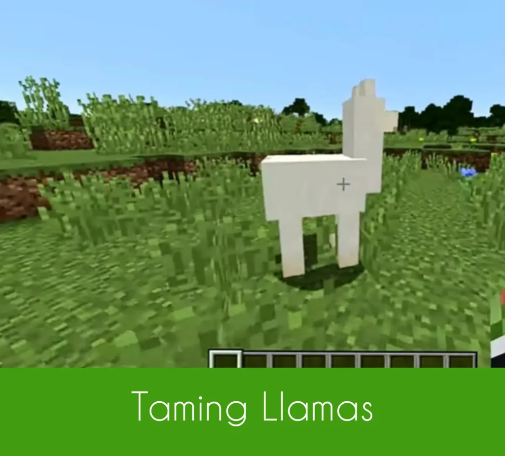 llamas